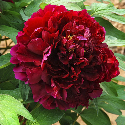 Саджанці піона деревоподібного Сяюче Чорне Золото (сіянець) - 2-річний Чернівці - фото 1