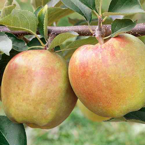 Саженцы яблони Боскоп (привитый) - 1-летний Черновцы