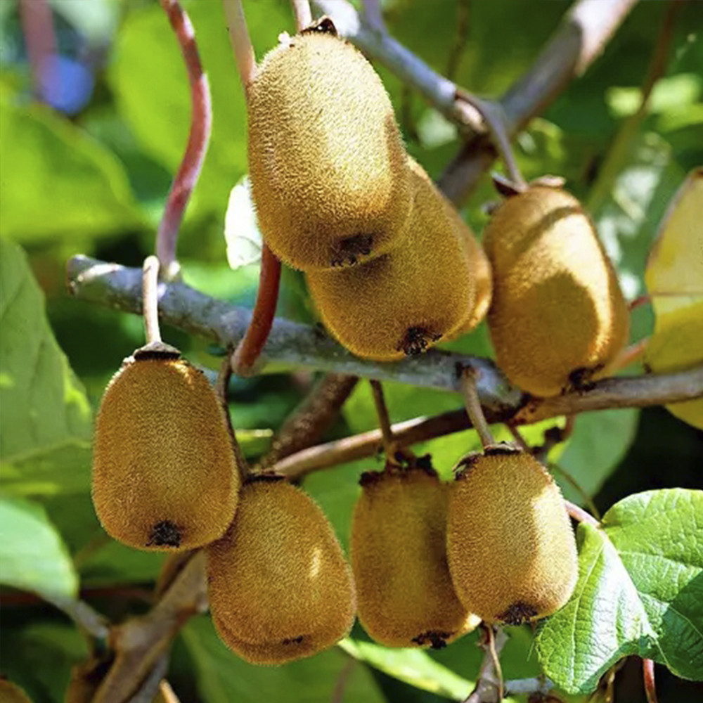 Саджанці ківі Генріх (черенкований) - 3-річний Чернівці - фото 1