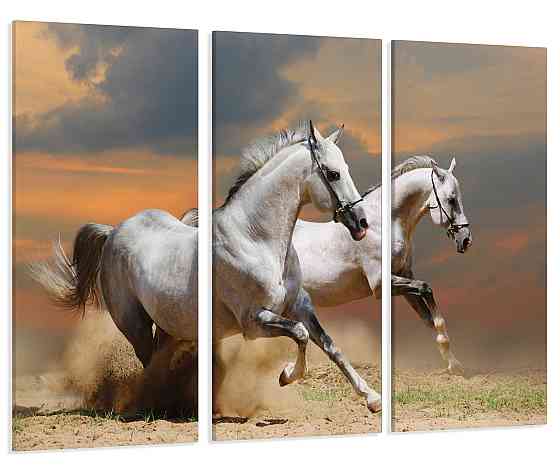 Модульна картина Коні Art-81_XXL Київ