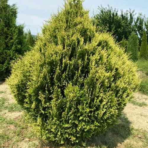 Саджанці туї Столвік Чернівці