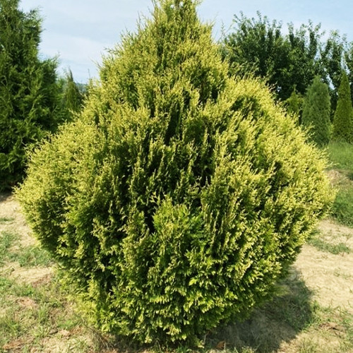 Саджанці туї Столвік Чернівці - фото 1