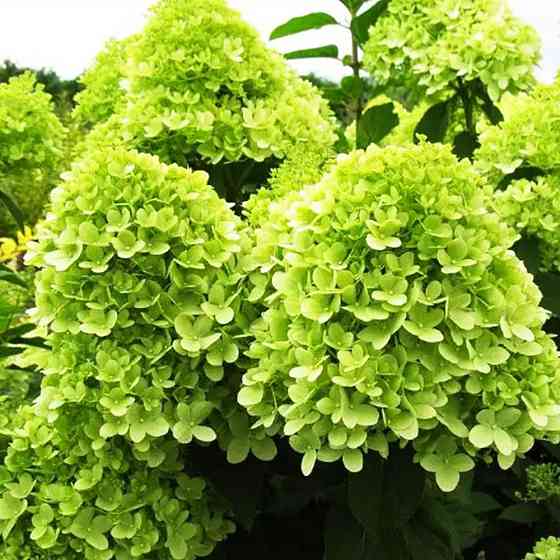 Саженцы гортензии Лайм Лайт (метельчатая) (черенкованный) - 2-летний Черновцы