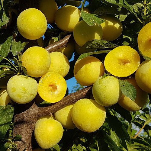 Саджанці диплоїдної сливи Широ (привитий) - 1-річний Чернівці - фото 1