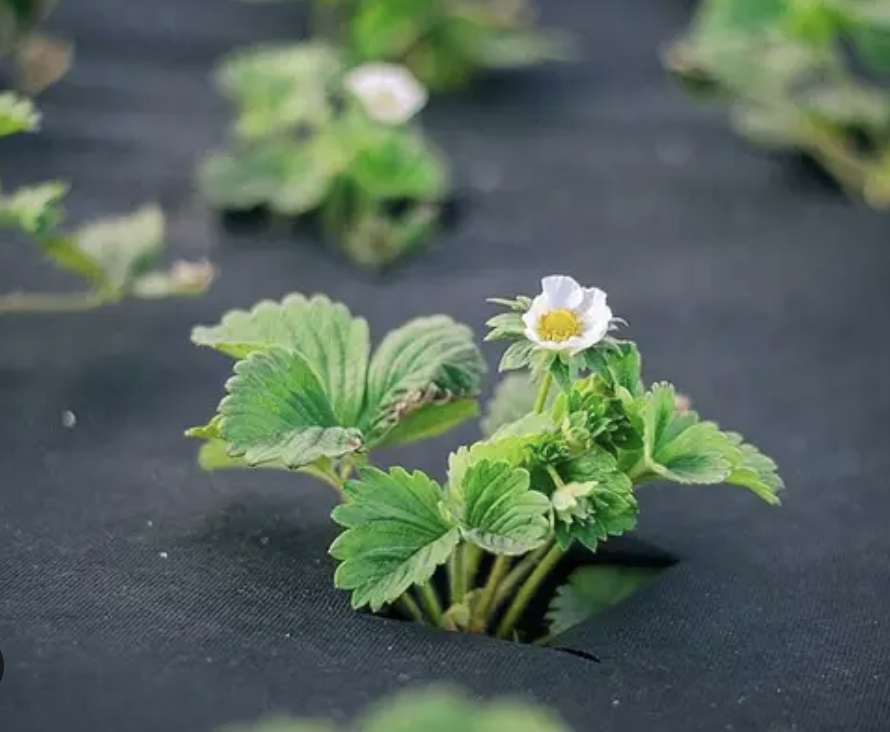 Агроволокно 90 г/м², 1.07×50 м чорне з перфорацією 2 отвори Дніпро - фото 8