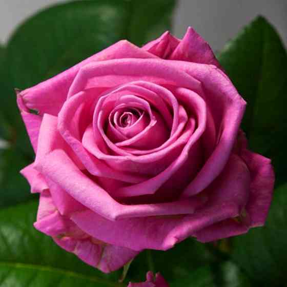 Саженцы чайно-гибридных роз Аква (привитый) Черновцы