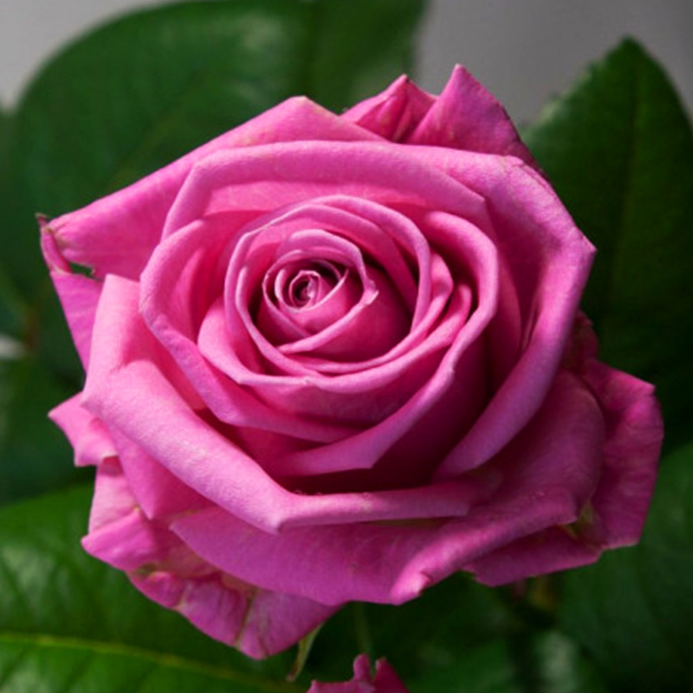 Саженцы чайно-гибридных роз Аква (привитый) Черновцы - изображение 3