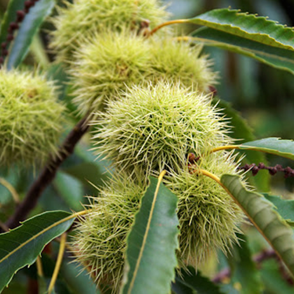 Саджанці каштана Неаполітанський (їстівний) Чернівці - фото 1