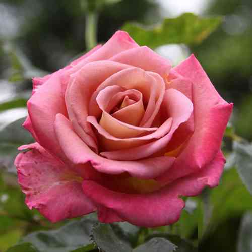 Саджанці троянд Мішель Друкер (привитий) - 2-річний Чернівці