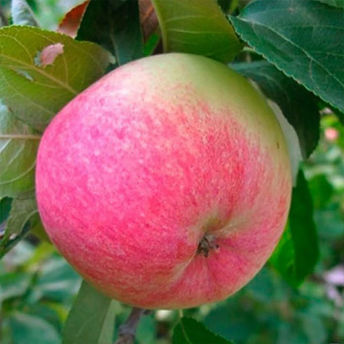 Саджанці яблуні Грушівка Московська (привитий) - 2-річний Чернівці - фото 1