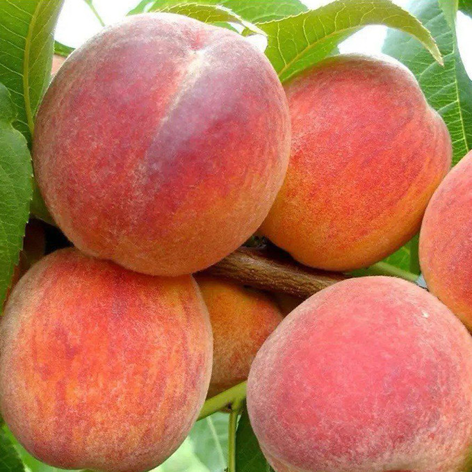 Саджанці персика Твард Тардив Т3 (привитий) - 2-річний Чернівці - фото 1