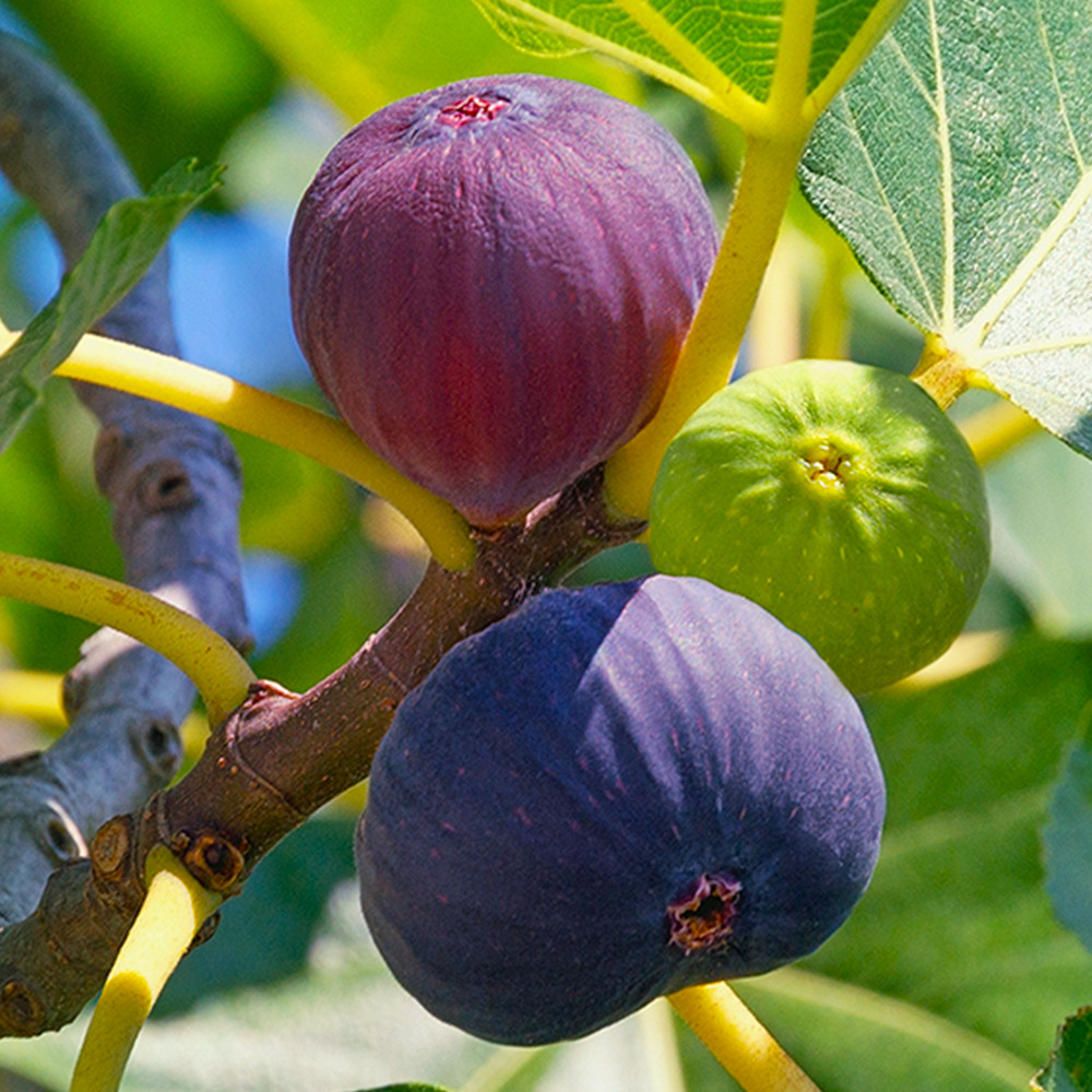 Саженцы инжира Магарачский (черенкованный) - 2-летний Черновцы - изображение 1