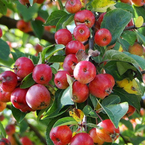 Саженцы яблони Хелене (привитый) - 2-летний Черновцы - изображение 1