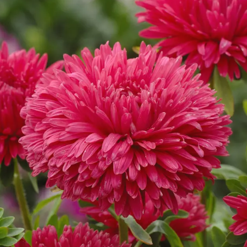 Айстра китайська Аполонія (зріз 70см) червона 0,3гр Професійне насіння Житомир - фото 3