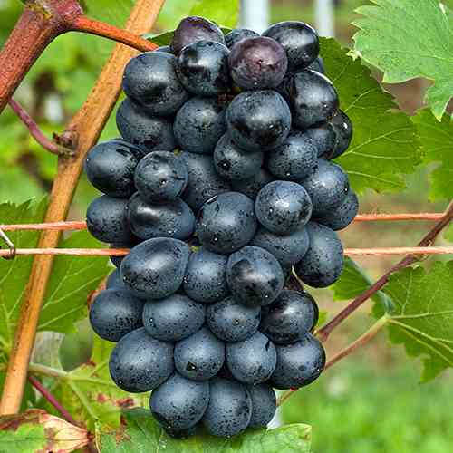 Cаджанці винограду Нерон (черенкований) - 2-річний Чернівці