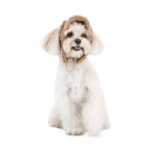Шапка Valley Pet Fashion для собак, размер S бежевая Киев