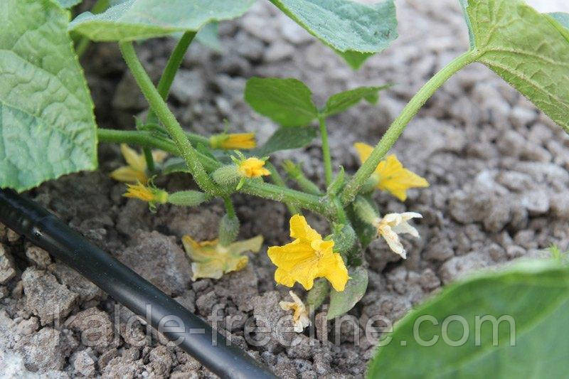 Крапельна трубка багаторічна Presto-PS із крапельницями через 100 см, довжина 200 м з маркуванням метражу Харьков - изображение 9