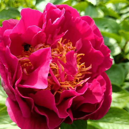 Саженцы пиона древовидного Магический (сеянец) - 2-летний Черновцы - изображение 1