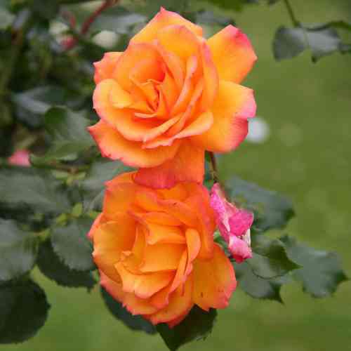 Саджанці троянд Повний Місяць (привитий) - 2-річний Чернівці