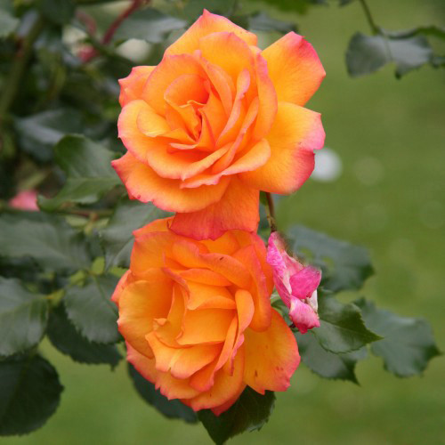 Саженцы роз Полная Луна (привитый) - 2-летний Черновцы - изображение 1