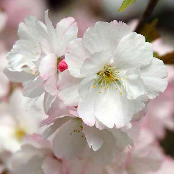 Саджанці сакури Біла (привитий) - 1-річний Чернівці