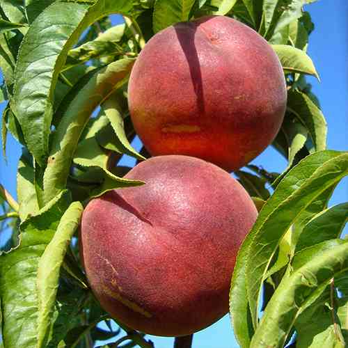 Саджанці персика Даймонд Принцесс (привитий) - 2-річний Чернівці