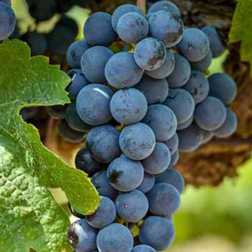 Cаджанці винограду Мерло (черенкований) - 1-річний Чернівці