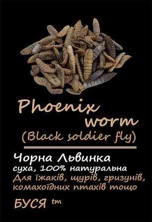 Чорна Левинка "Phoenix Worm" тм Буся. Корм для їжачок, птахів, гризунів, рептилій. 25г Зміїв