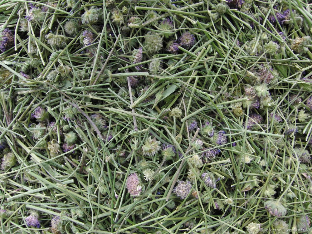 Короставник полевой (Свербіжниця польова) 100г master sem Киев - изображение 2