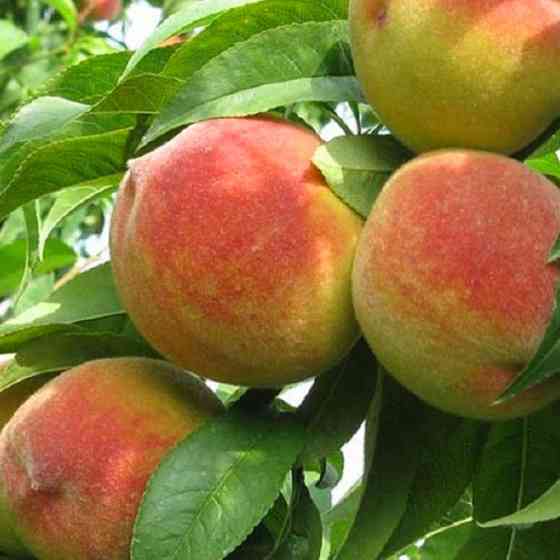 Саджанці персика Княжа Краса (привитий) - 2-річний Чернівці