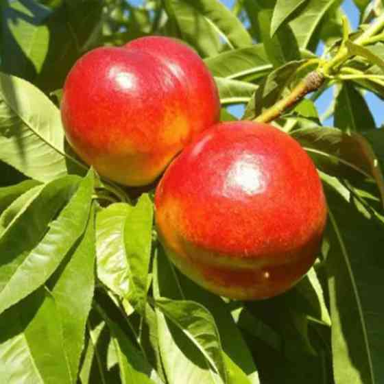 Саженцы нектарина Сильвия (привитый) - 1-летний Черновцы