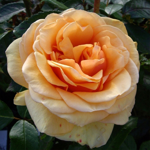 Саженцы роз Сьюзи (привитый) - 2-летний Черновцы - изображение 1