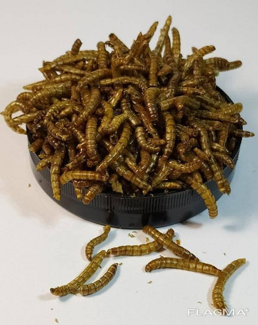 Борошняний хробак сухий "Mealworm" тм Буся. Корм для рептилій, птахів, гризунів, риб. 450мл/60г Зміїв - фото 1