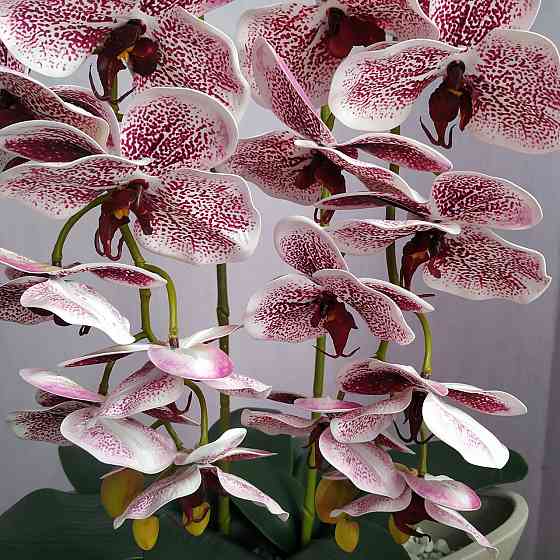 Штучна латексна орхідея VIP у бежевому керамічному кашпо на дві гілки бордовий градієнт Дніпро