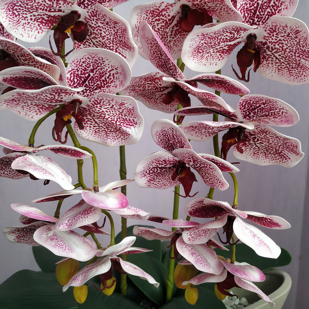 Штучна латексна орхідея VIP у бежевому керамічному кашпо на дві гілки бордовий градієнт Дніпро - фото 3