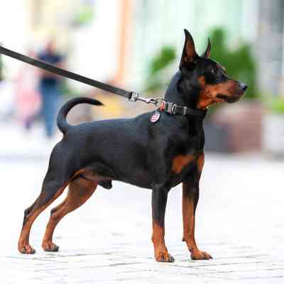 Поводок для собак WAUDOG Waterproof M Ш 20 мм Д 305 см черный (27361) Винница