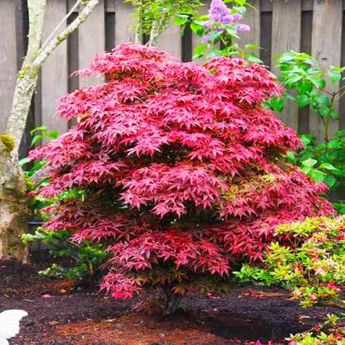 Саженцы клена Феникс (привитый) - 2-летний Черновцы