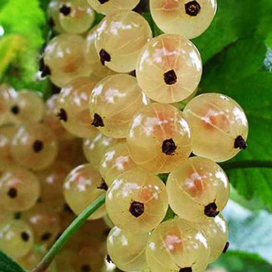 Саженцы смородины Снежана (черенкованный) - 2-летний Черновцы