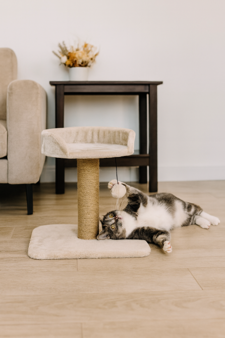 Когтеточка Trixie Мica для котов 45х35х46 см светло-серая Киев - изображение 1