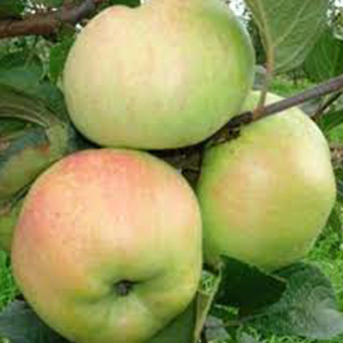 Саджанці яблуні Надзейни (привитий) - 2-річний Чернівці - фото 1