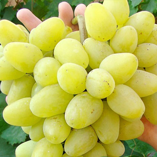 Cаджанці винограду Діва Марія (черенкований) - 1-річний Чернівці - фото 1