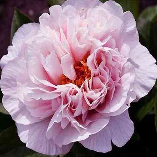 Саджанці піона деревоподібного Рожева Принцеса (сіянець) - 2-річний Чернівці