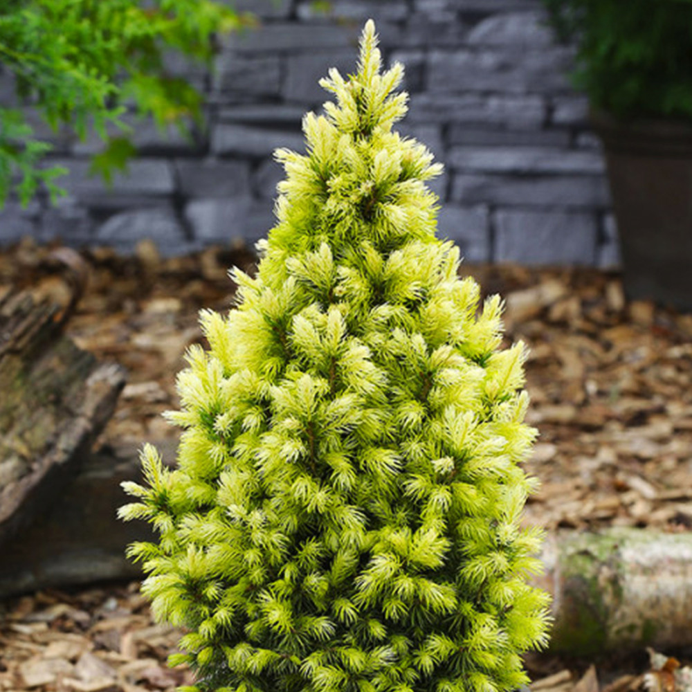 Саженцы ели канадской Дейзи Вайт Черновцы - изображение 1