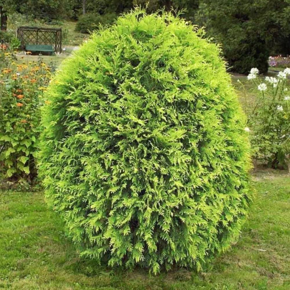 Саженцы западной туи Вагнери Черновцы - изображение 2