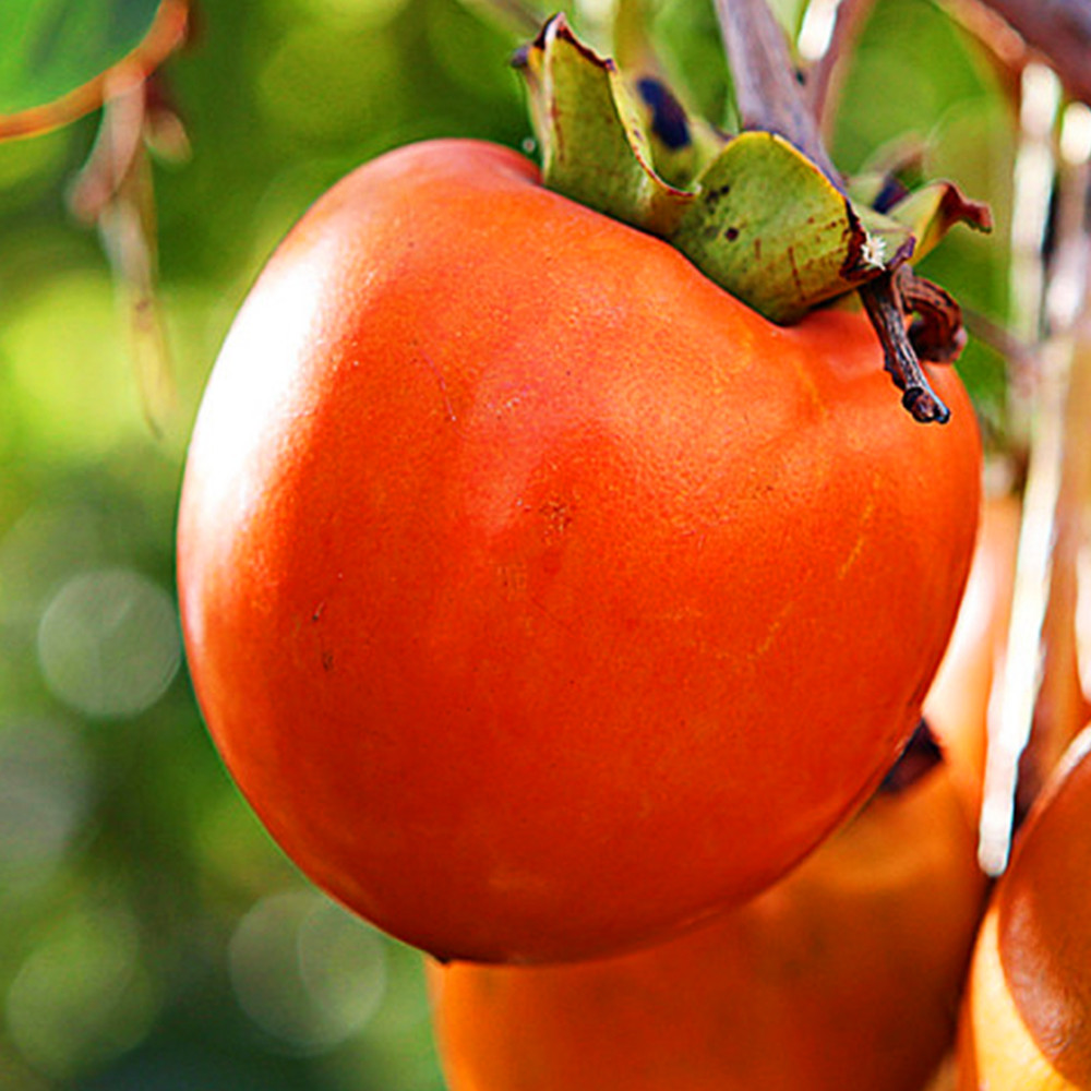 Саженцы хурмы Скифское золото (привитый) - 2-летний Черновцы - изображение 1