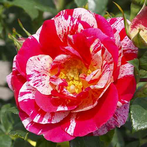 Саженцы роз Твист (привитый) - 2-летний Черновцы