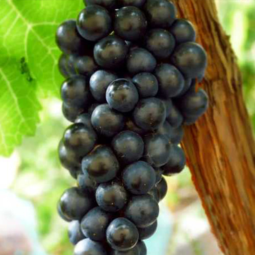 Саженцы винограда Черный Доктор (черенкованный) - 2-летний Черновцы - изображение 1