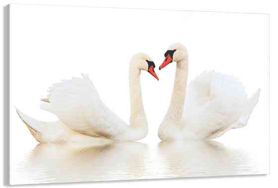 Картина полотно у вітальню / спальню  Пара Лебедів   MLP_395 ( 60х30см ) Київ