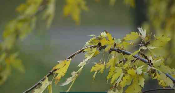 Объектив Soligor Tele-Auto 300/5.5 Olympus OM. Киев