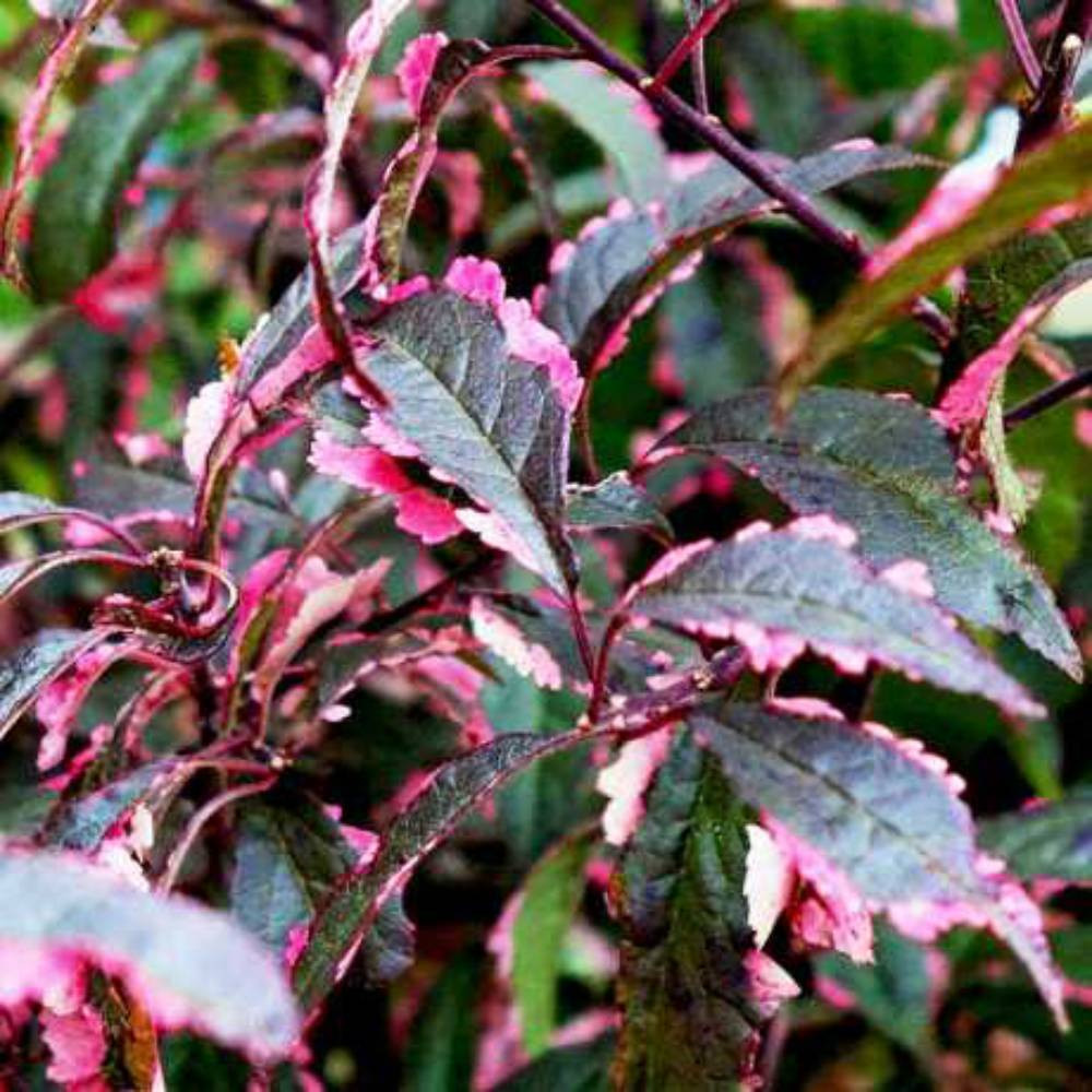 Саженцы сливы Хессея (привитый) - 1-летний Черновцы - изображение 2